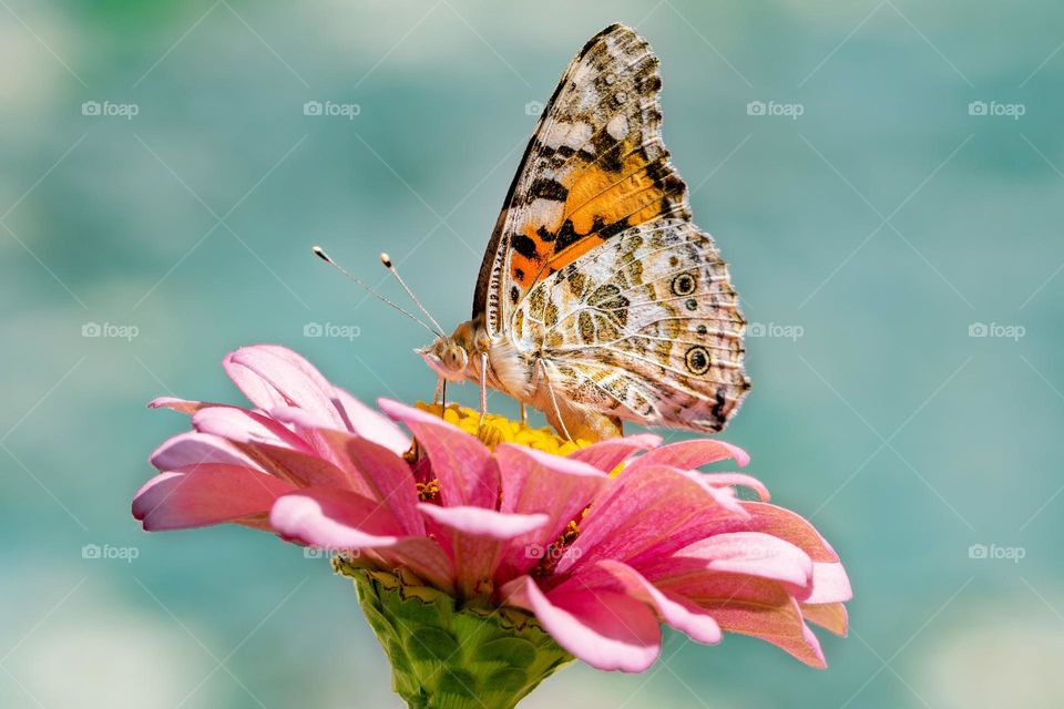 Beautiful and colourful butterfly