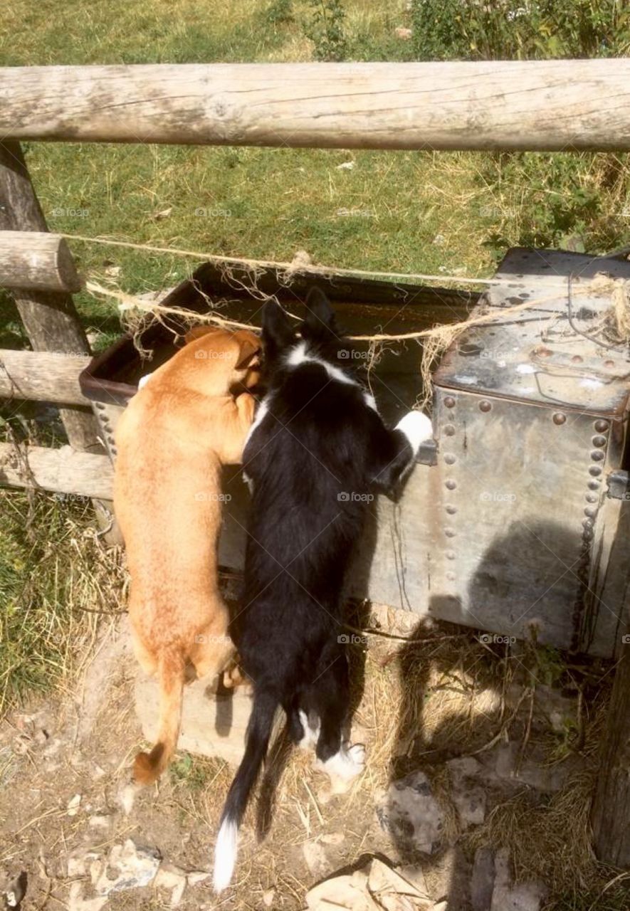 Puppy collie and chihuahua drink from sheep trough on hind legs 