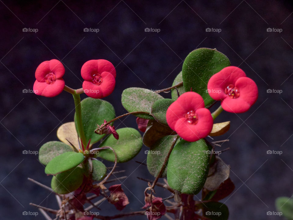 Fantásticas flores rojas tomadas en primer plano dónde podemos apreciar todo su esplendor de color con fondo desenfocado