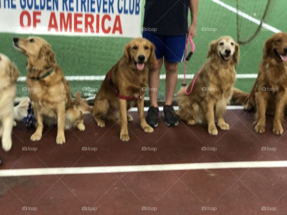 Dog, Pet, Canine, Mammal, Friendship