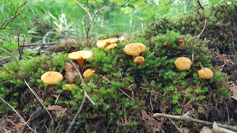 Summer mushrooms chanterelles growing in the forest - sommar kantareller skog 
