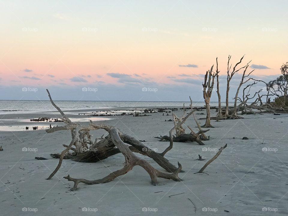 Driftwood on the sand