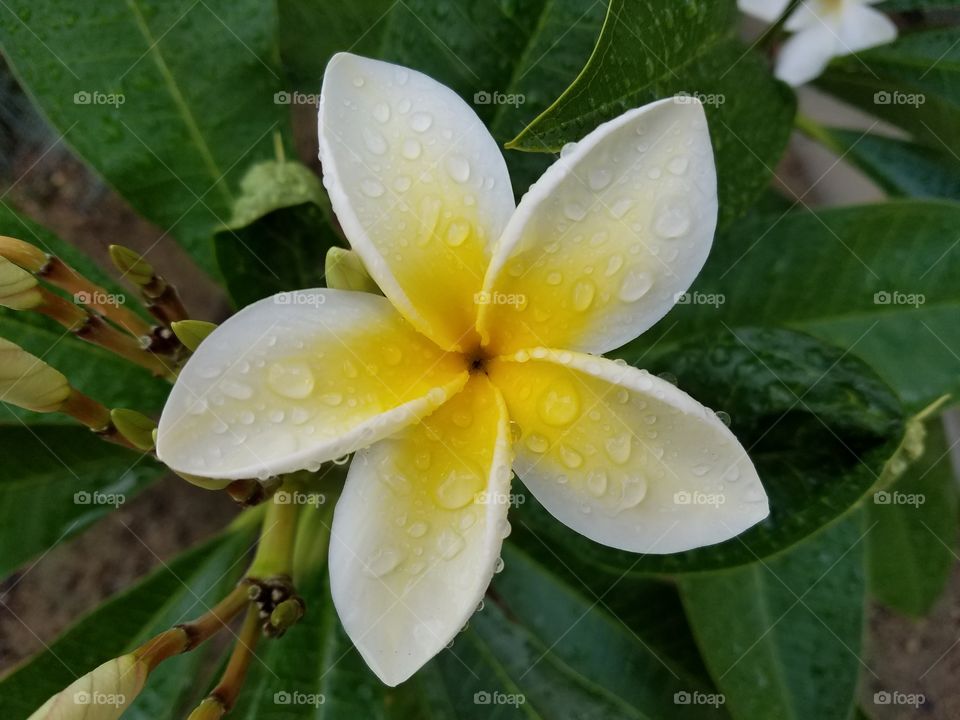 Plumeria