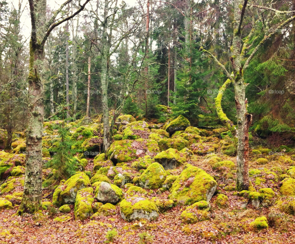 green stones höst autum by jempa_m