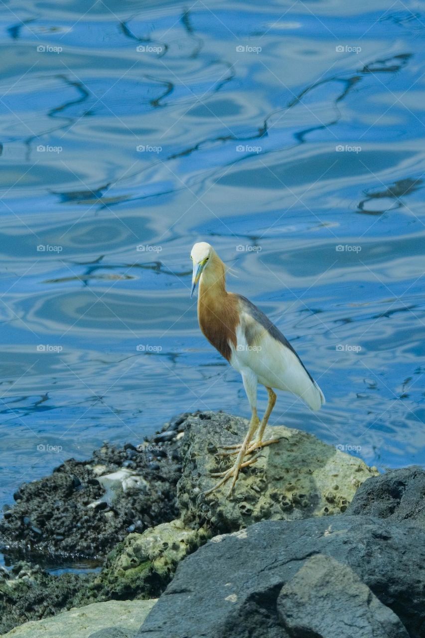 Javan pond heron is on the edge of the sea looking for food