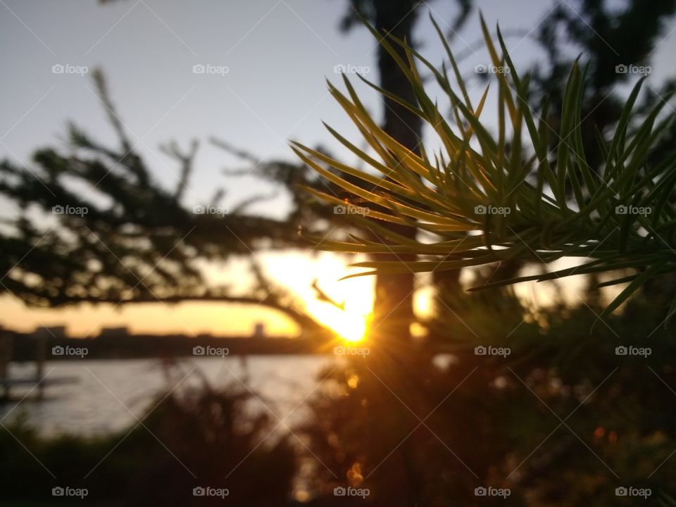 A pine tree in the sunlight