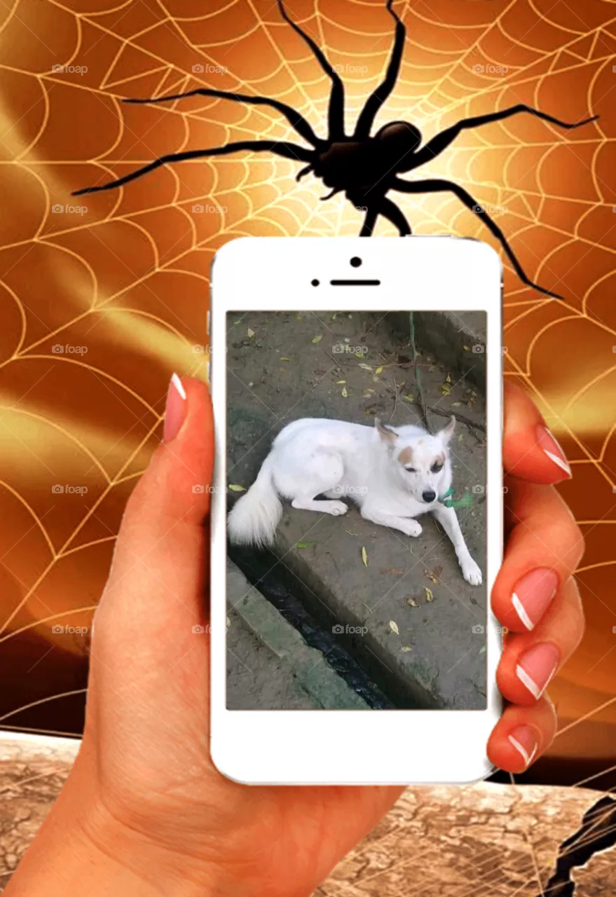 Pet