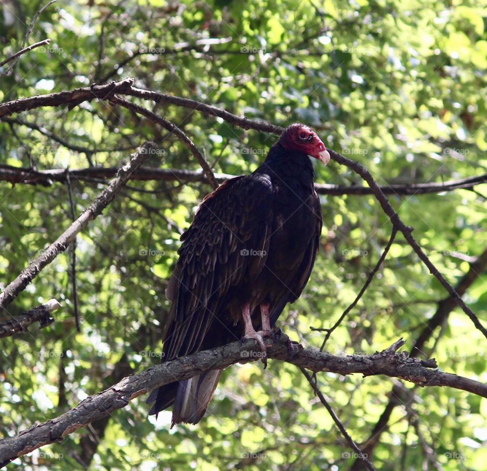 Turkey Vulture 