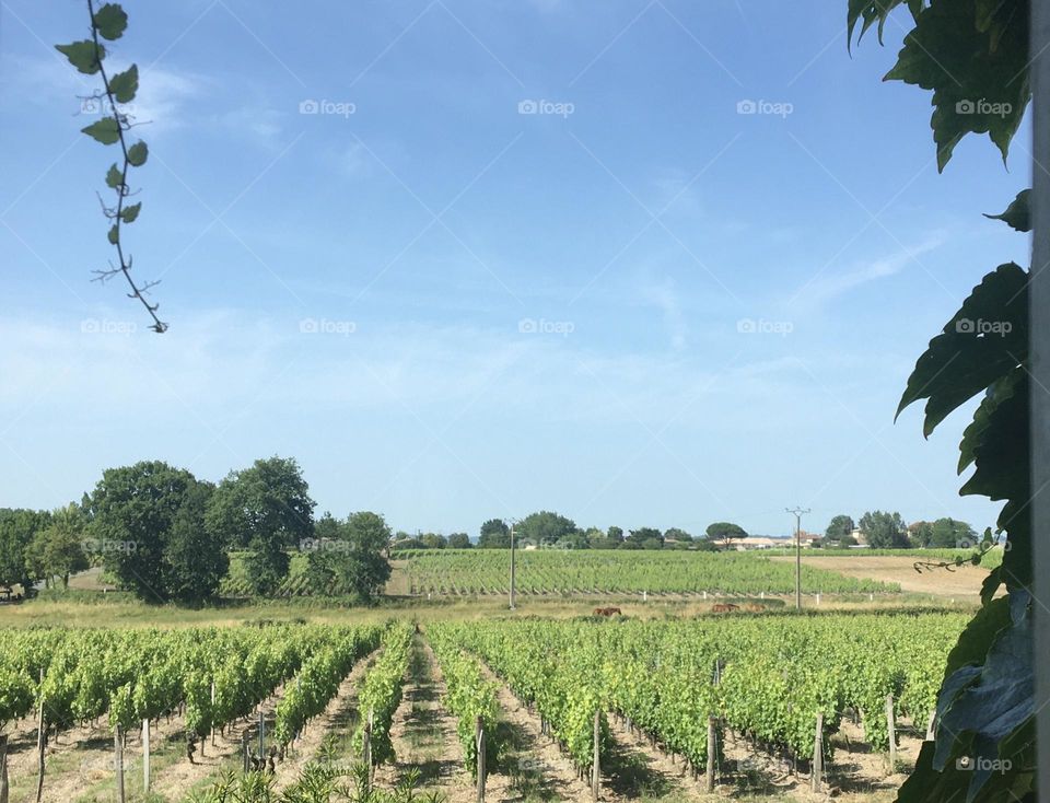 Opening window of lines of vineyard in summertime 