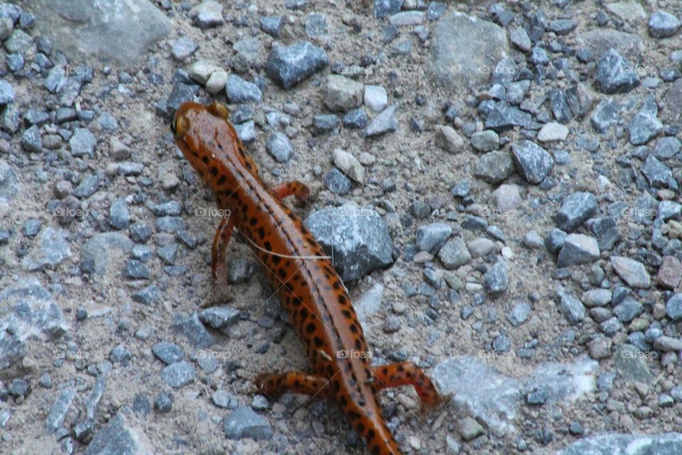 spotted salamander