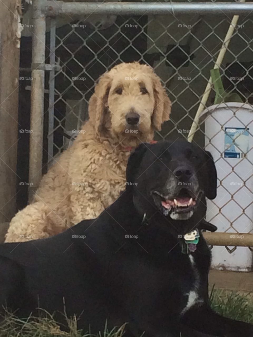 Molly and Danger chilling in the back yard 