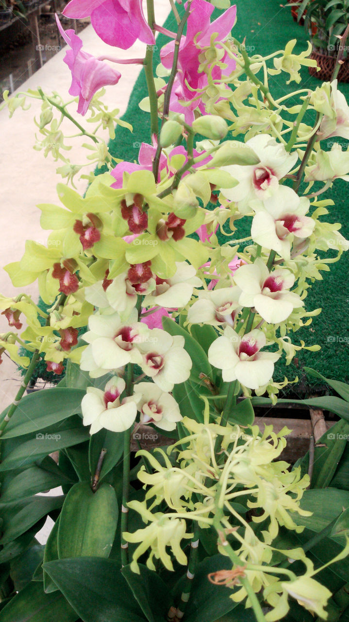 Nice Orkids. orkids in Thailand