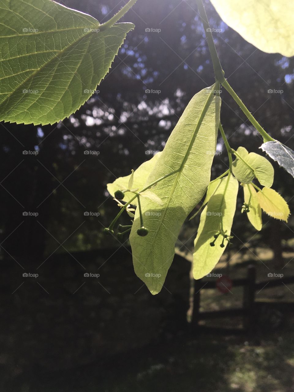 Young linden flowers