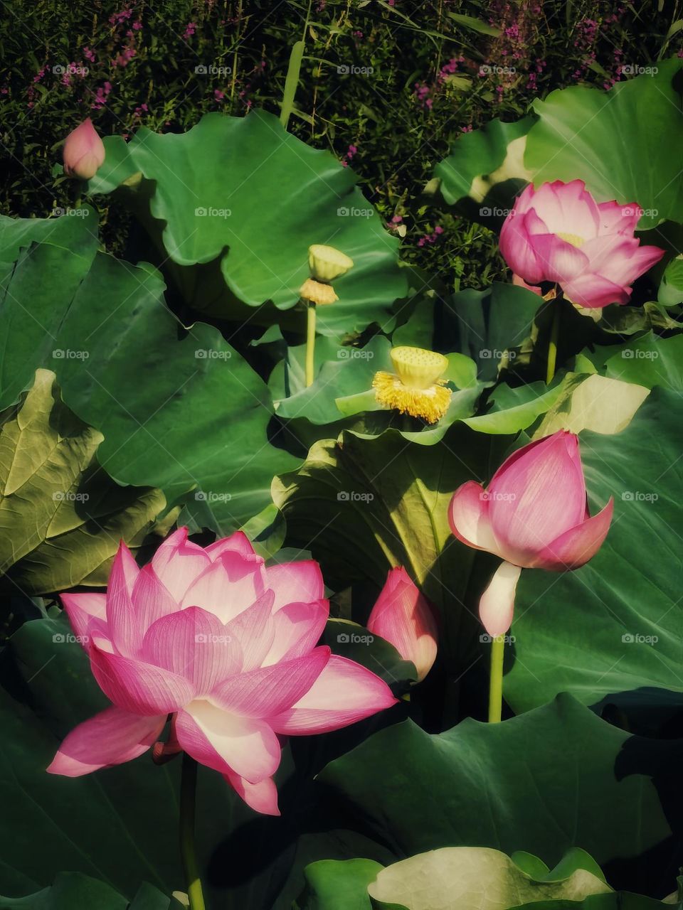 It is the lotus in full bloom, it is a good time for the world.I hope the day is clear, look up to meet all gentle.