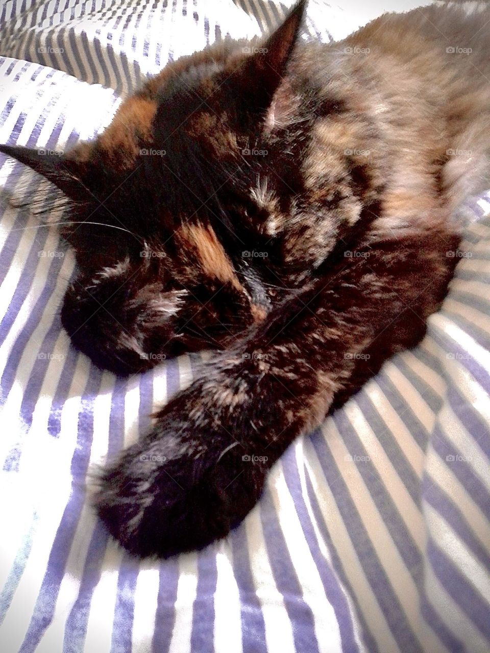 Closeup of a calico cat napping 