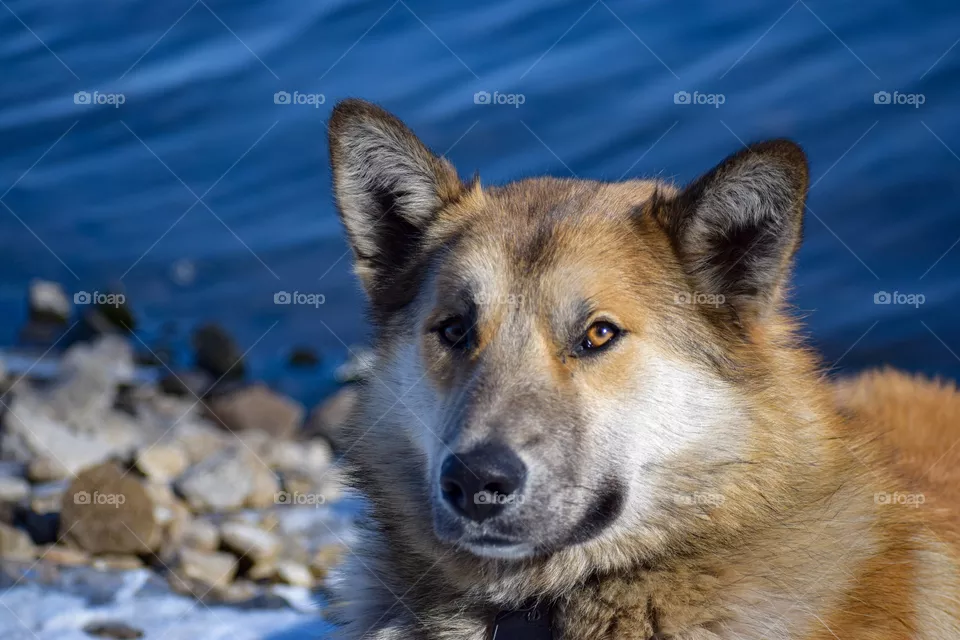 Dog