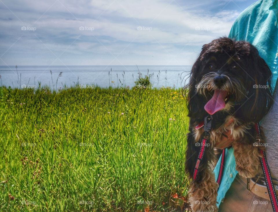 Puppy at the Park