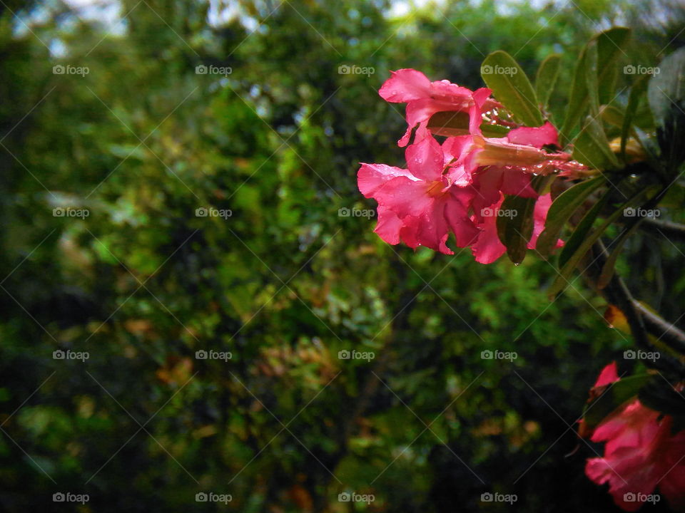 Red Adenium Flowers