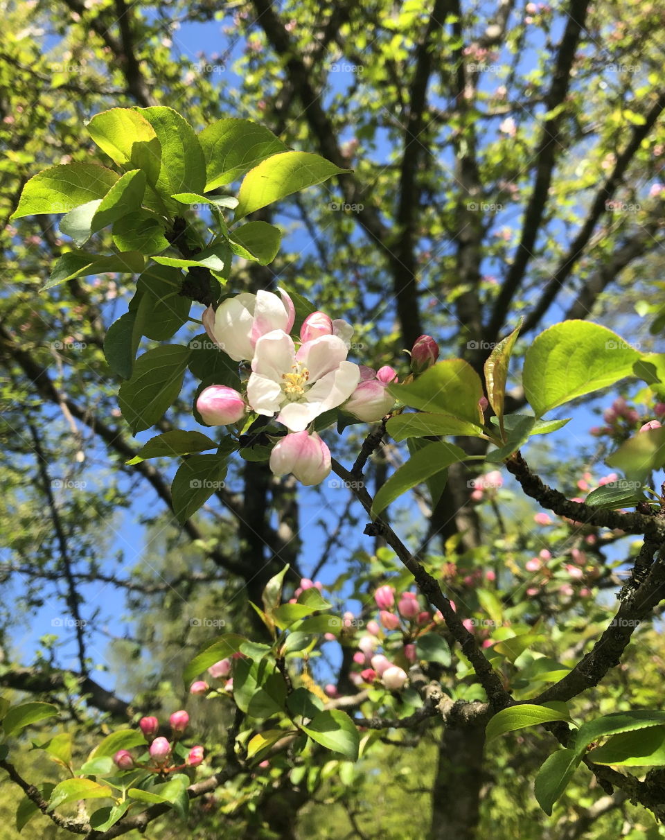  Cherry blossom tree, Skåne Sweden