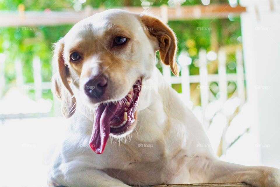 Because when you love a dog. He loves you too.