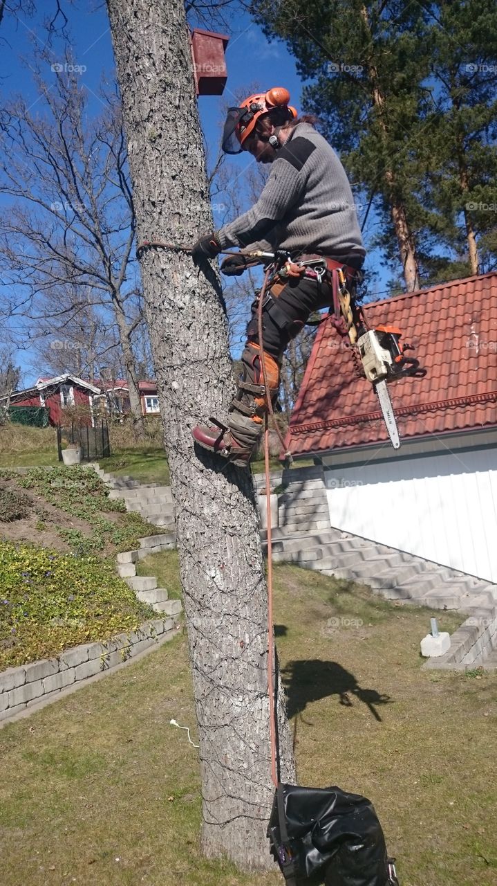 spring time for the oak. Arborist hard at work 