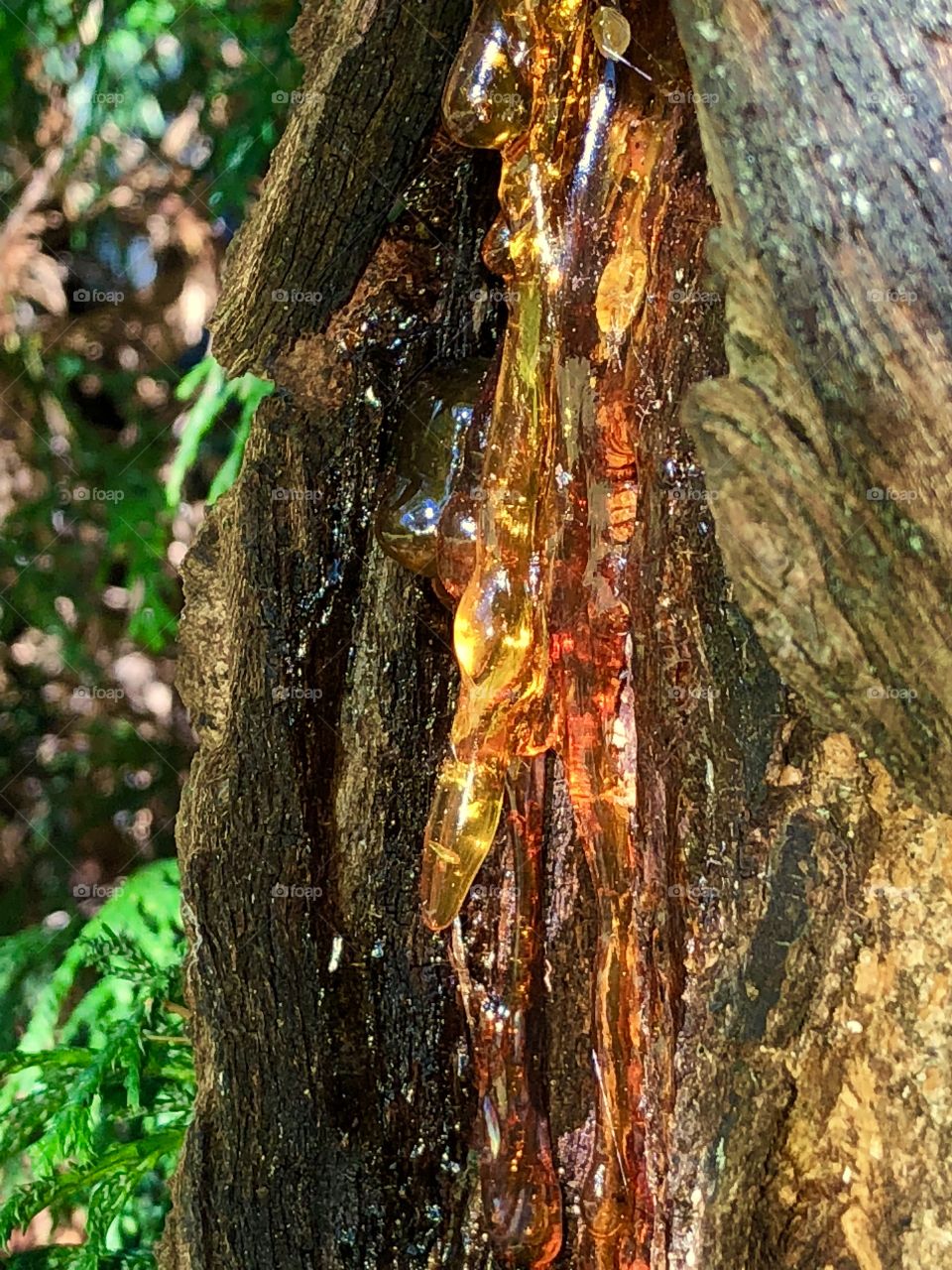 Wheeling cherry sap