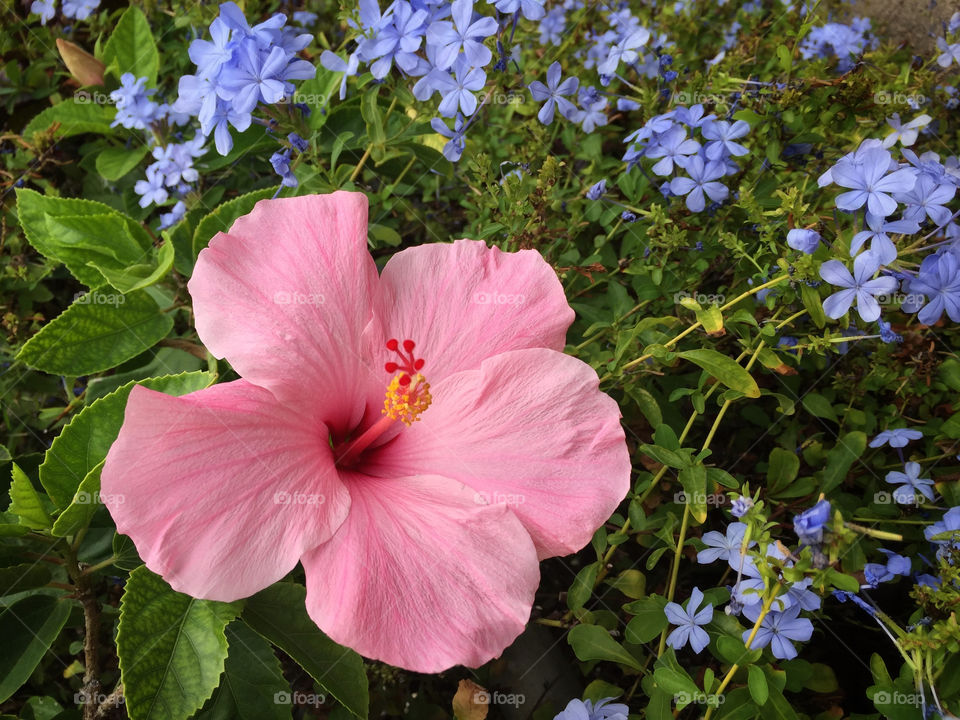 Pink hibiscus surrounded by small blue forget-me-not flowers 