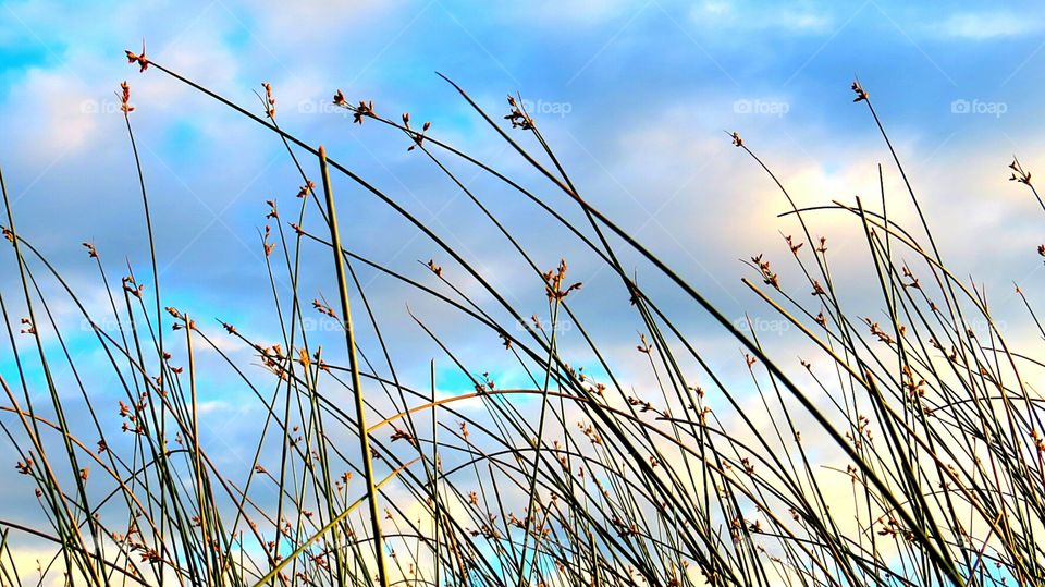 Kayak view of reeds