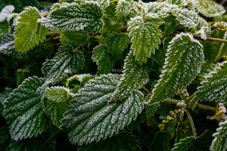 Frozen leafs 