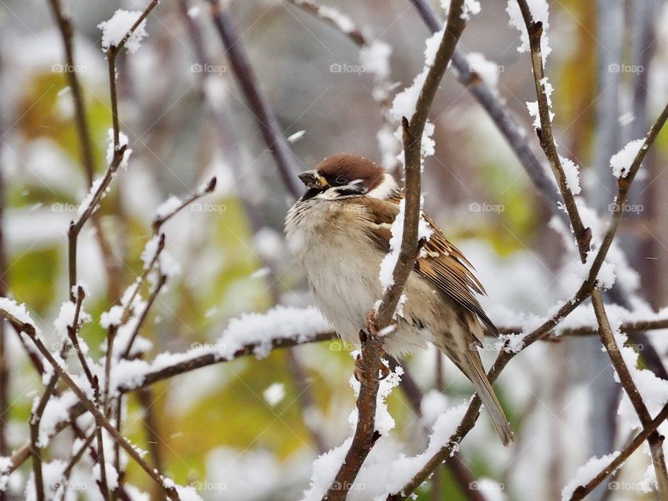 First snow and sparrow