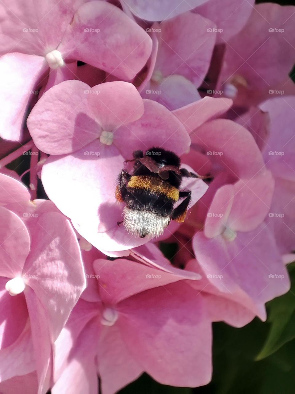 Macro photograph of a bumblebee sitting on a flower growing in a garden.