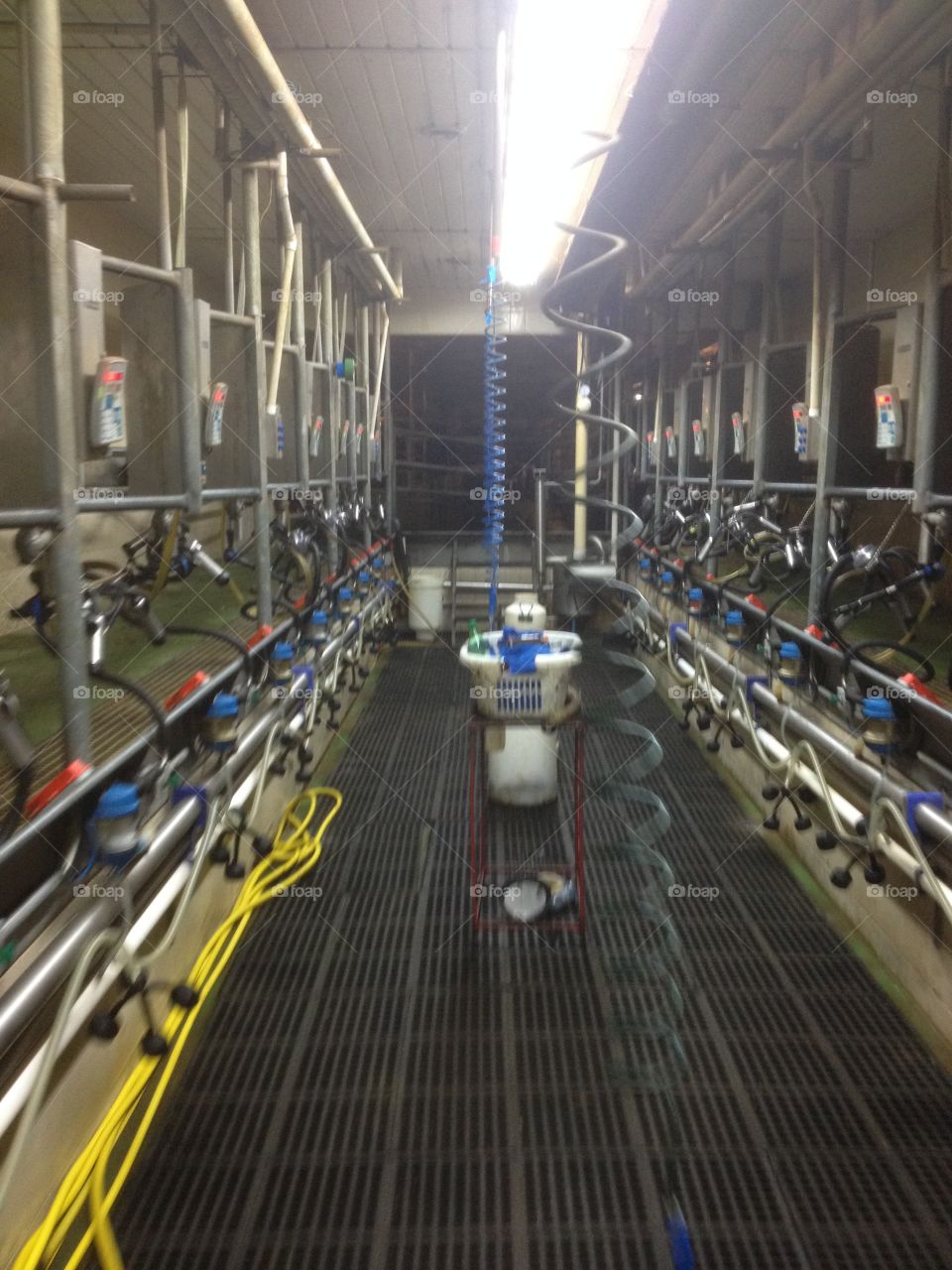 Dairy farm milking parlour 