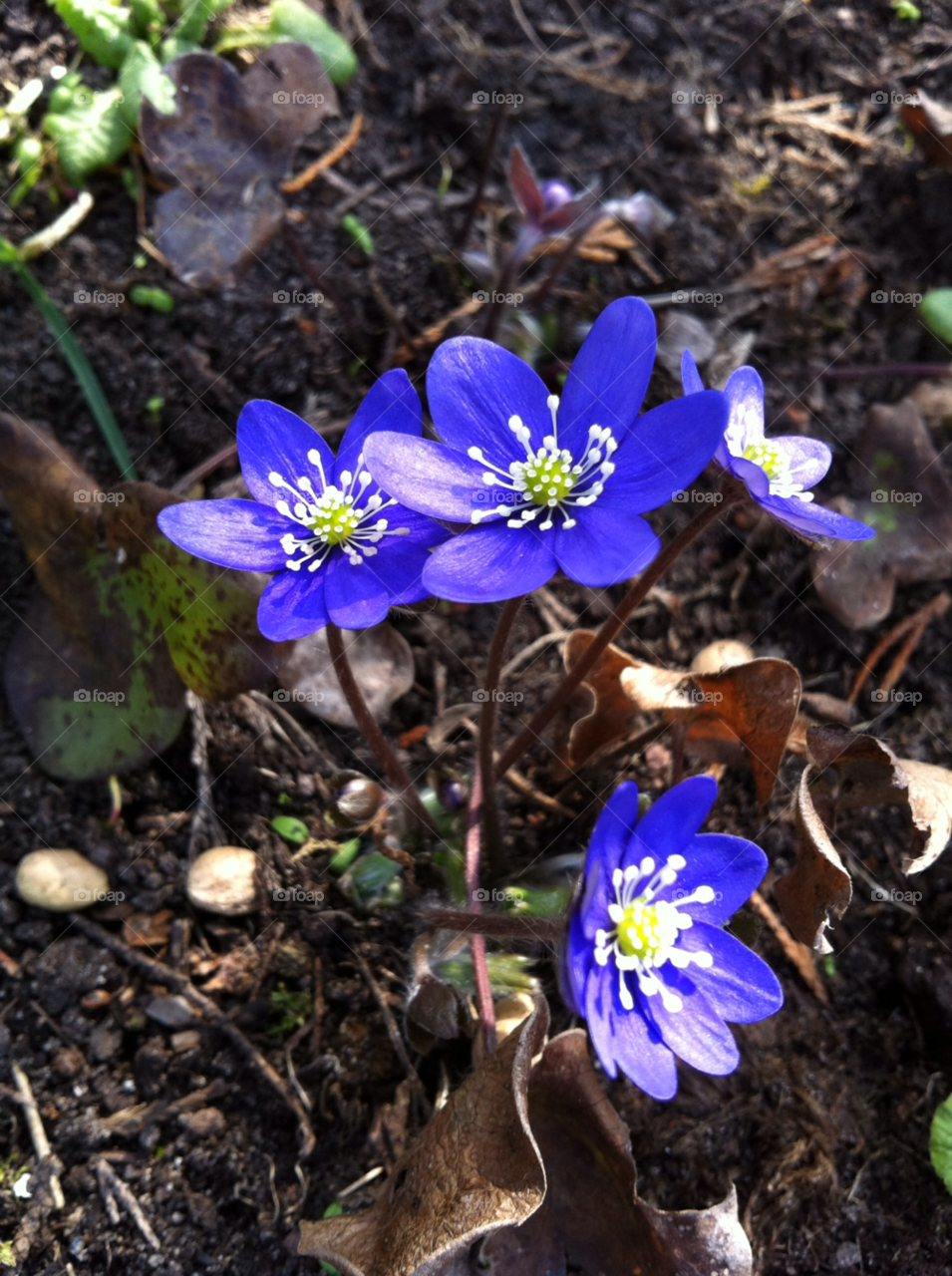 spring hepatica blue garden by Brajt