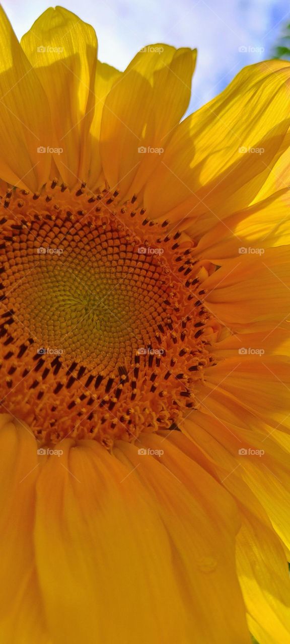 sunflower beautiful as the sun