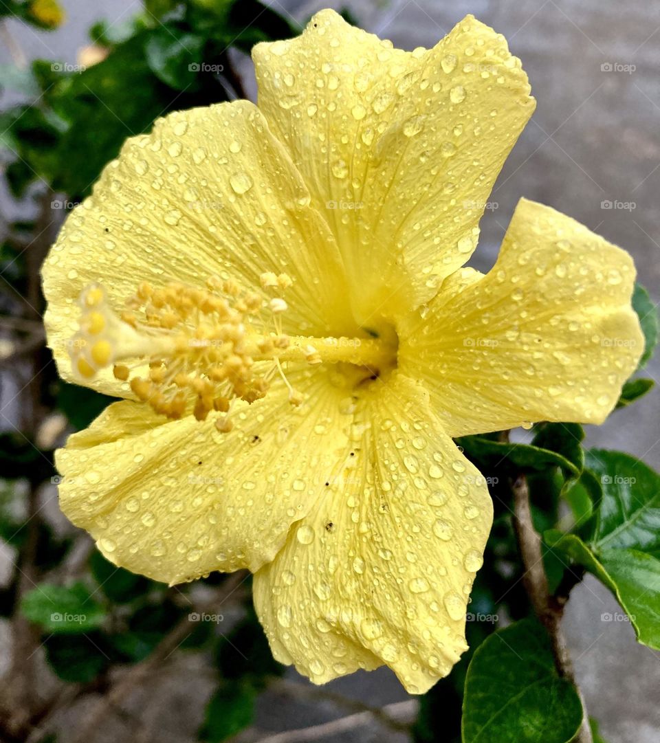 🌹 🇺🇸 Very beautiful flowers to brighten our day.  Live nature and its beauty. Did you like the delicate petals? / 🇧🇷 Flores muito bonitas para alegrar nosso dia. Viva a natureza e sua beleza. Gostaram das pétalas delicadas? 