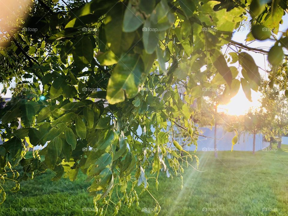 Sun through plants