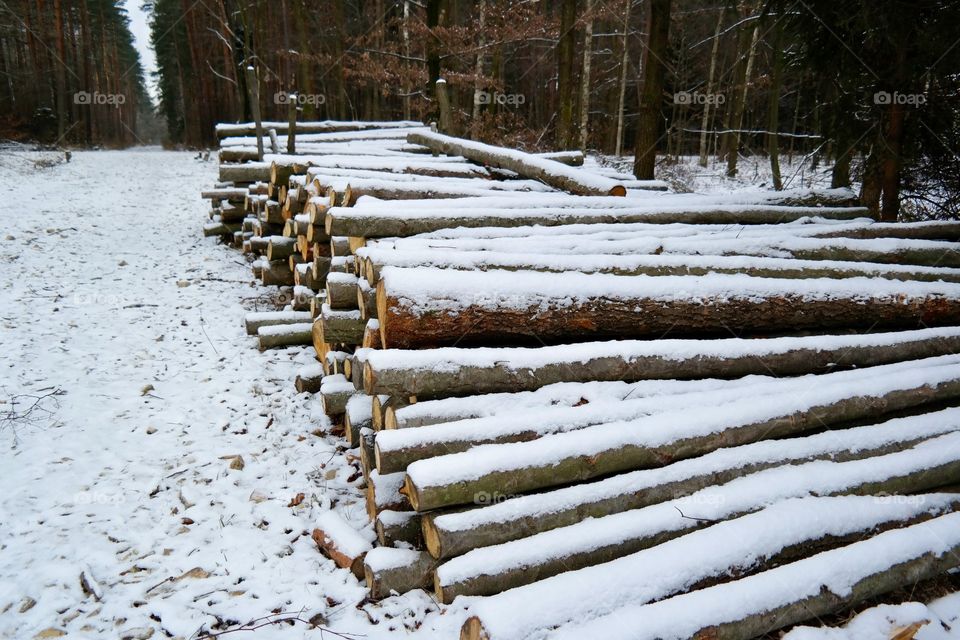 Snowy morning 