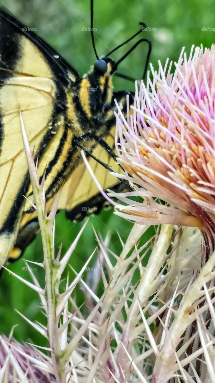 macro butterfly on flowers