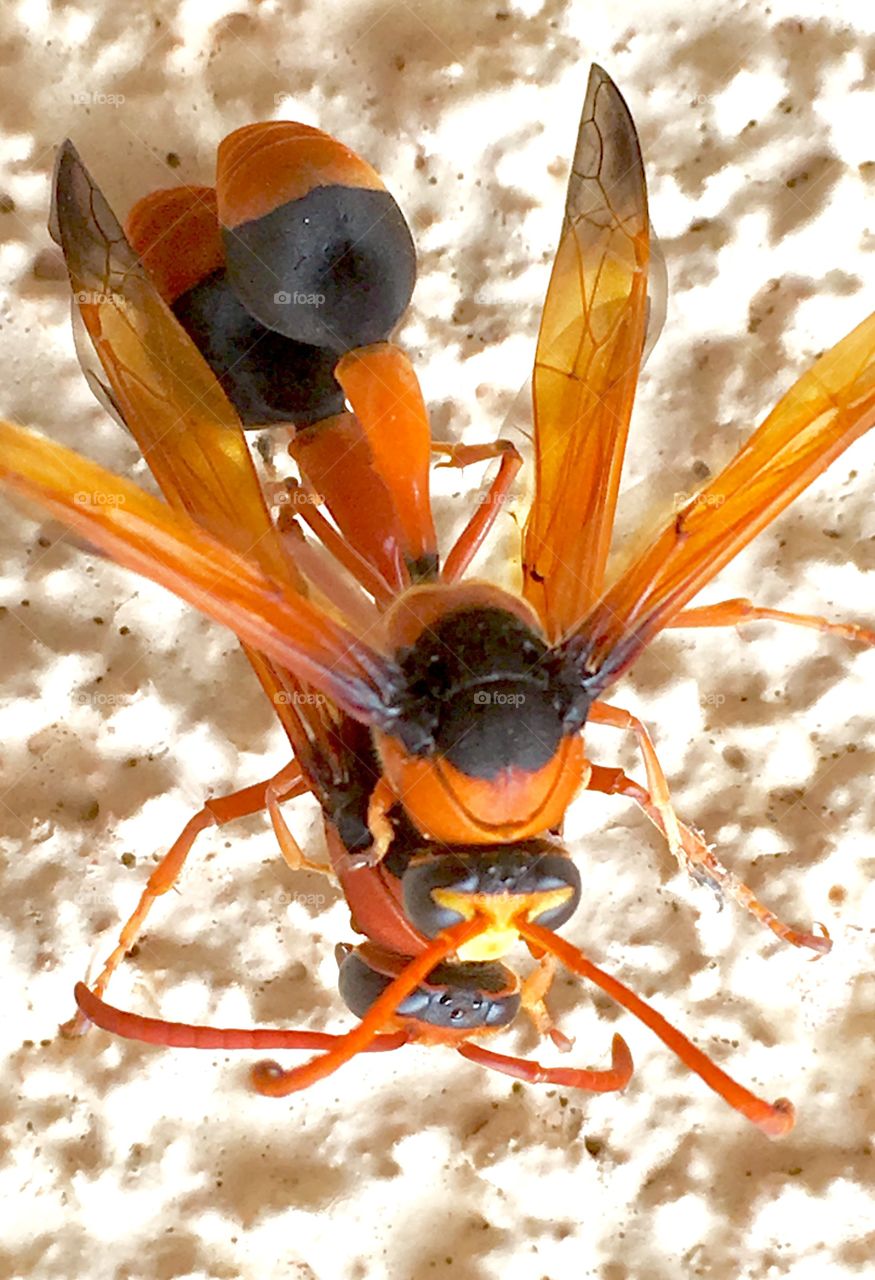 Closeup two mud wasps mating on exterior stucco wall