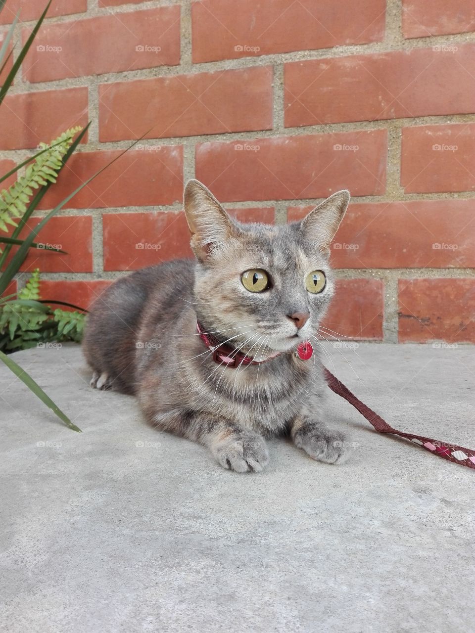 Cat on concrete