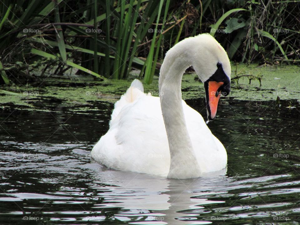 majestic swan