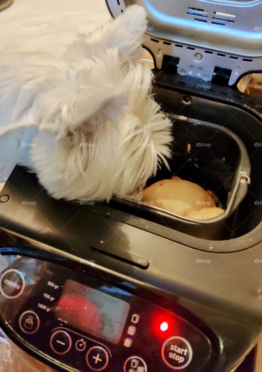 my dog ​​cooks