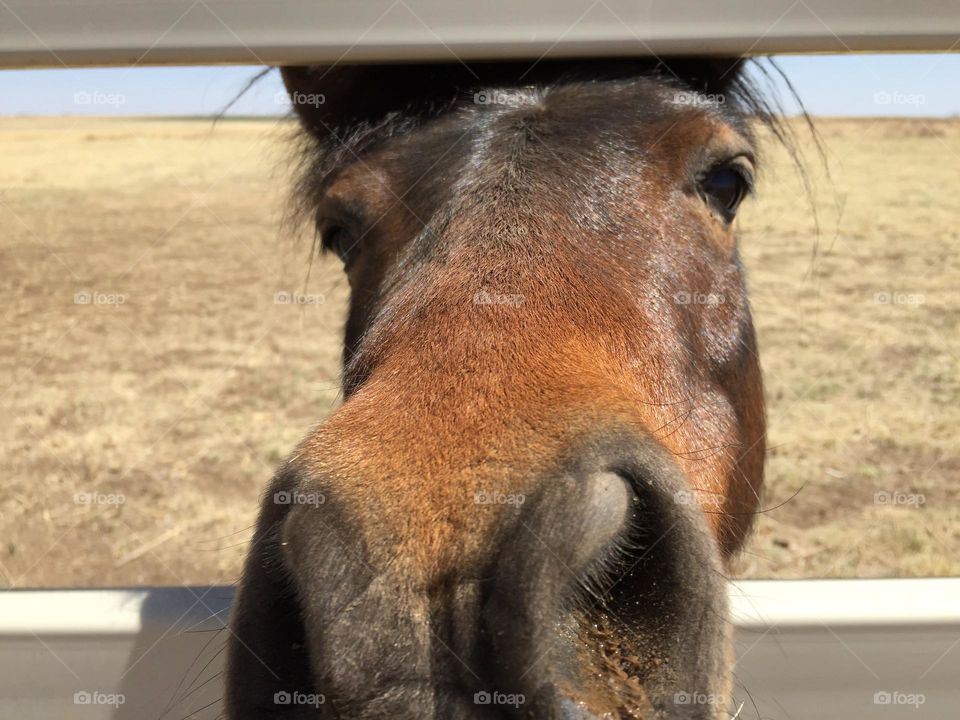 Friendly creature I met 