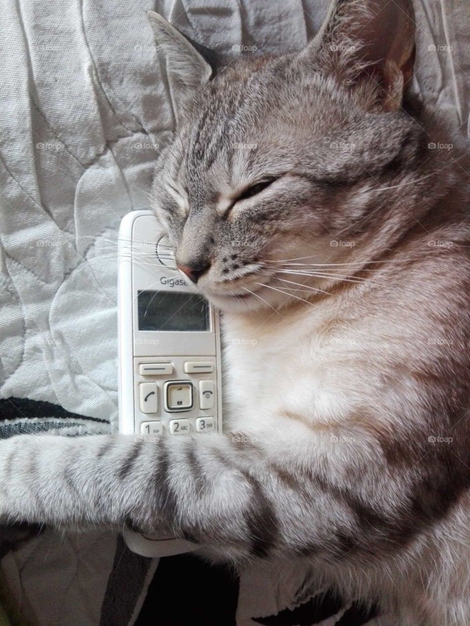 gato telefonista