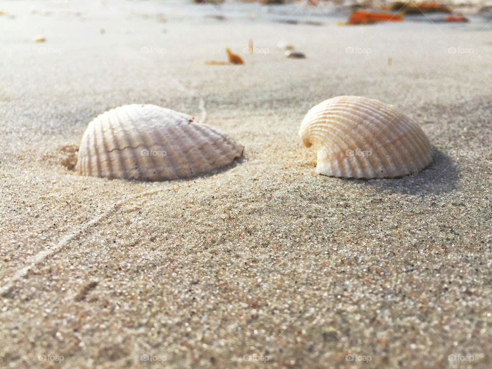 Seashells on sand at beach