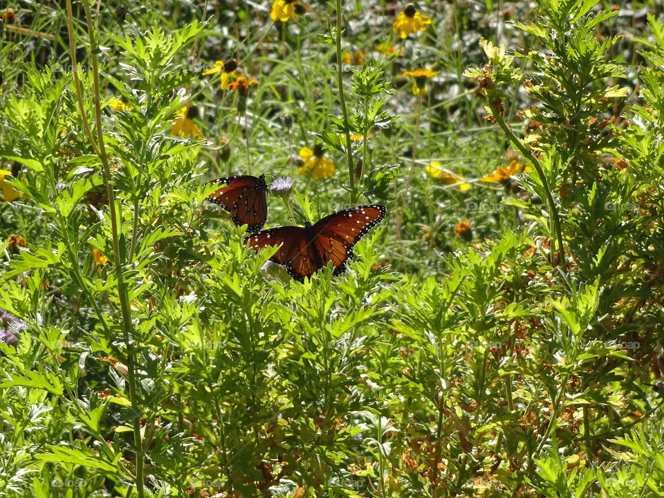 butterflies  in thr garden
