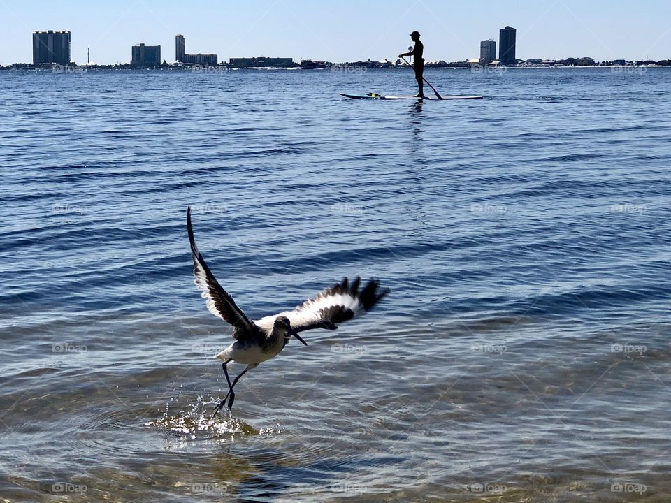 Florida willet coming in for a landing in the shallows of Pensacola Bay. The wings are outstretched and a paddle boarder and cityscape are in the background.