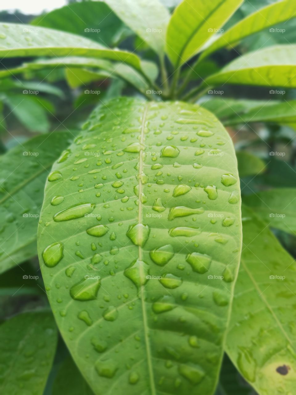 The mango leaves were splashed by raindrops on it. and there are some very clean raindrops