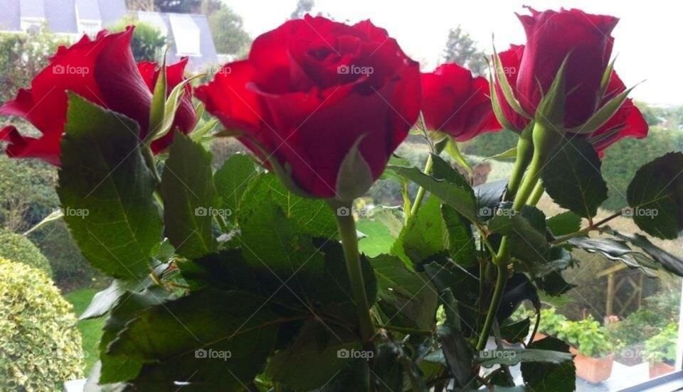 Red roses 