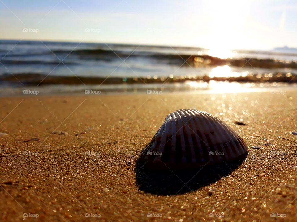 shell and sun